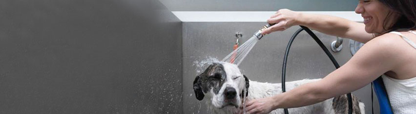 amenities-dog-washing